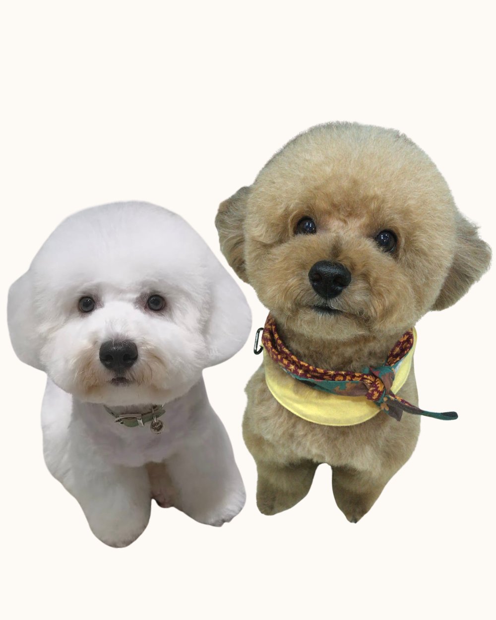 Our dogs